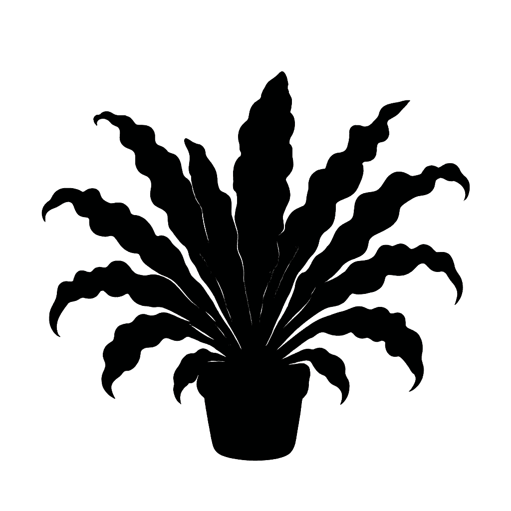 Asplenium nidus