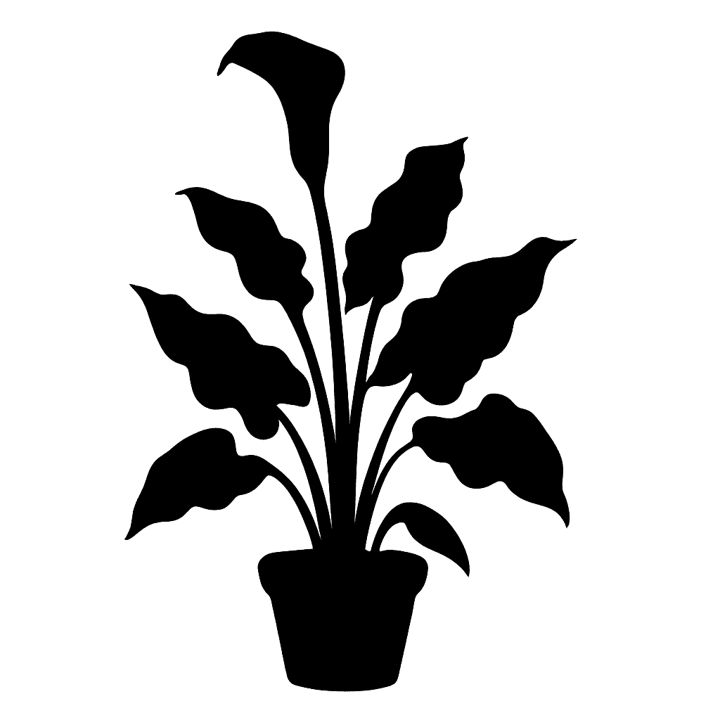 Zantedeschia albomaculata
