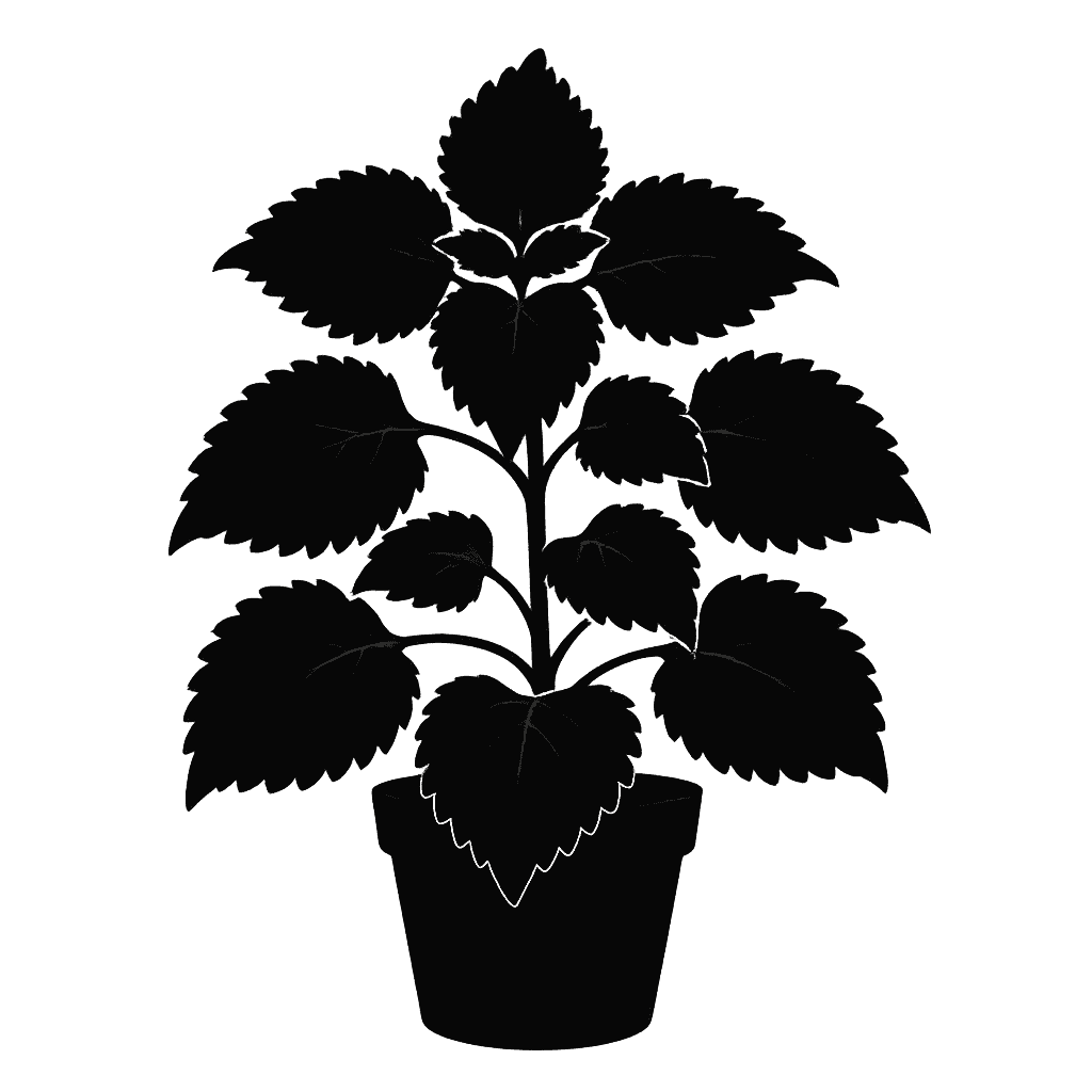 Coleus scutellarioides