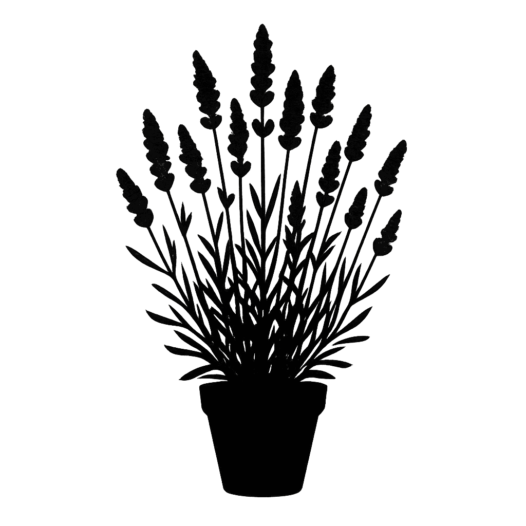 Lavandula angustifolia