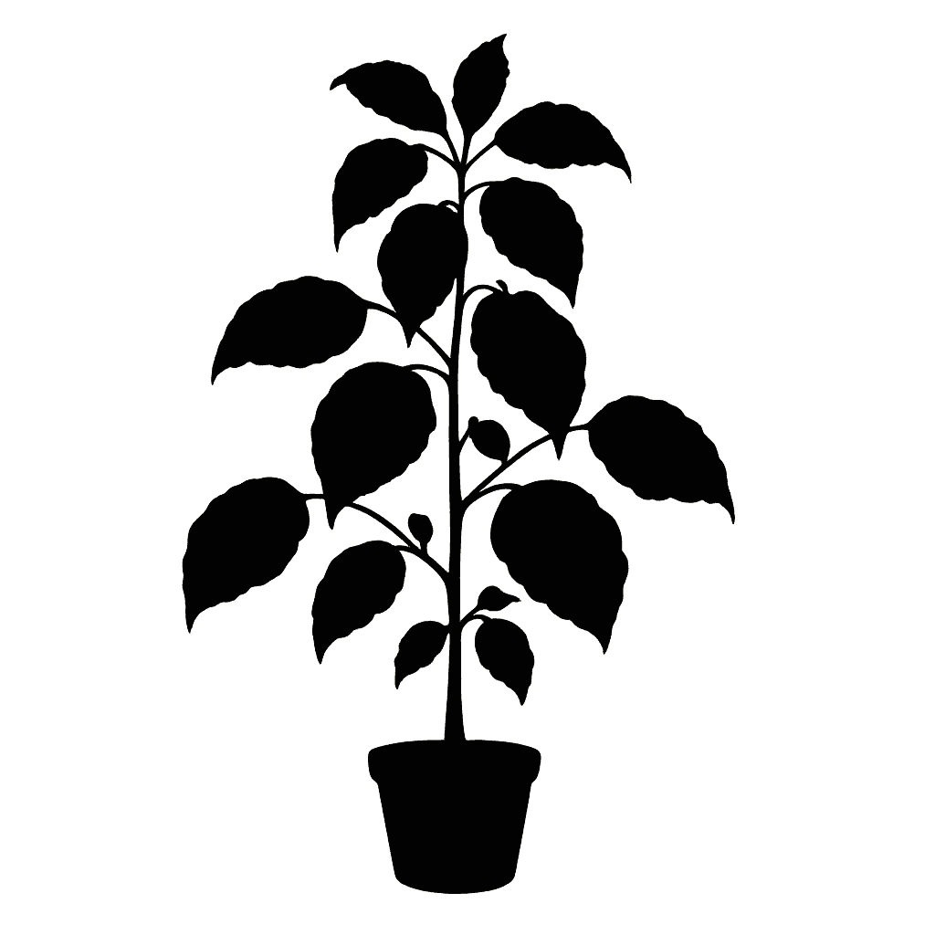 Pterocymbium macranthum