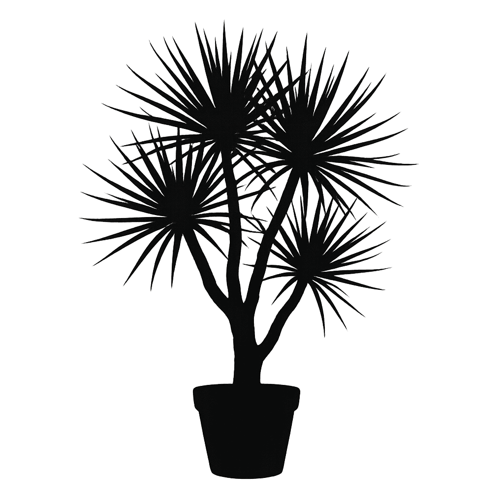 Dracaena draco