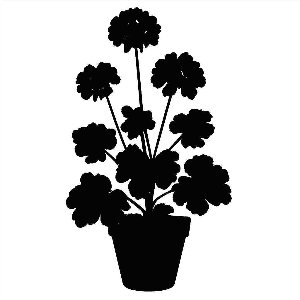 Pelargonium graveolens