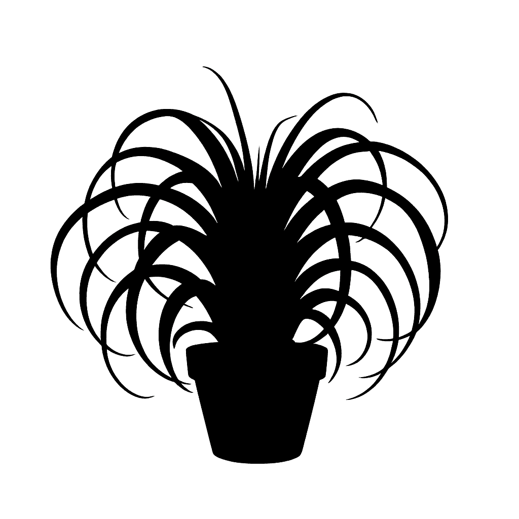 Tillandsia xerographica