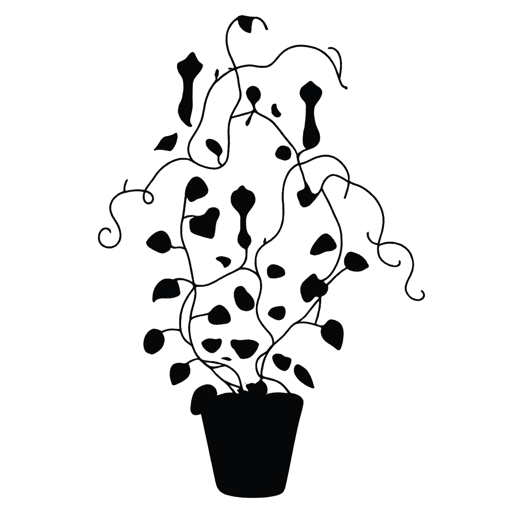 Ceropegia sandersonii