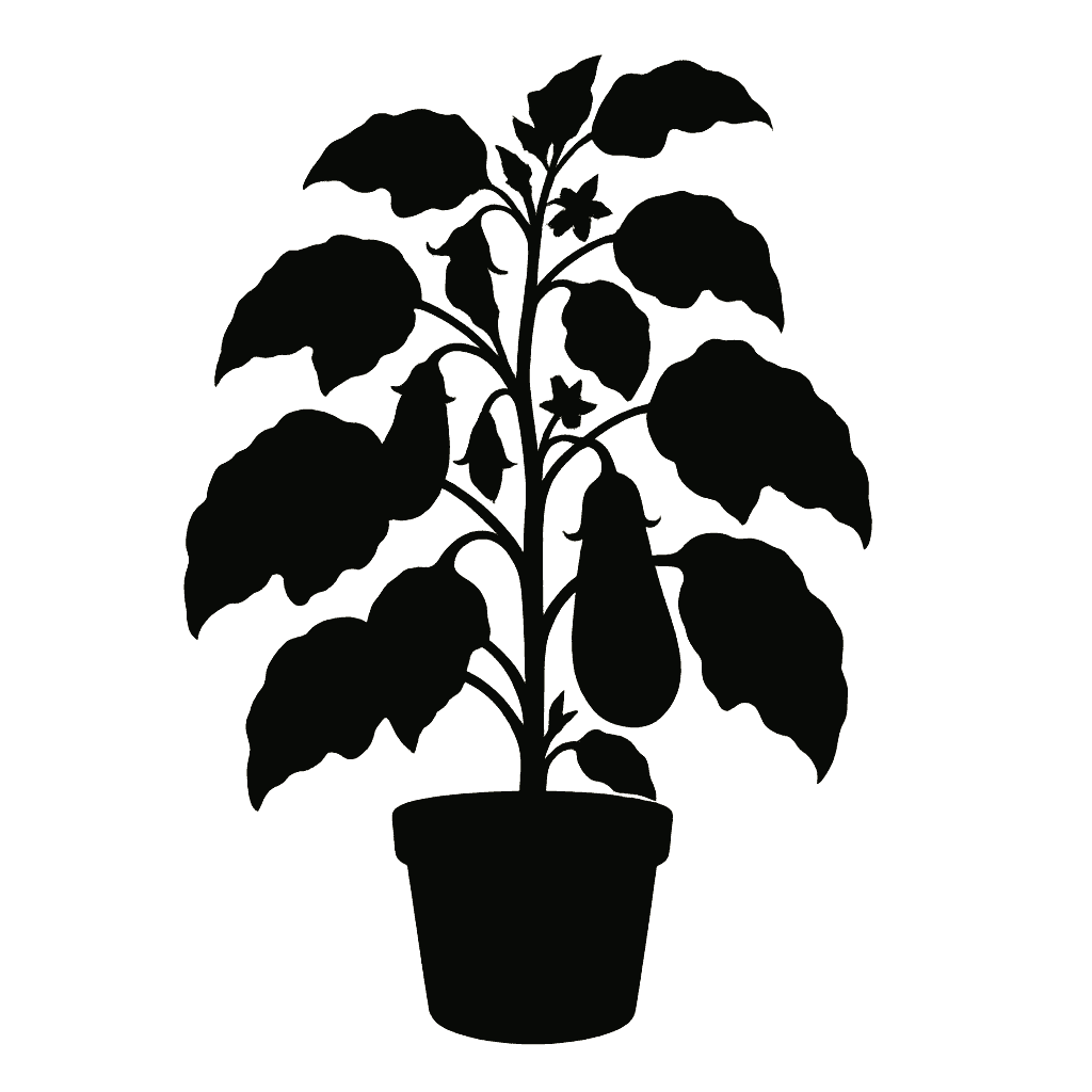Solanum melongena