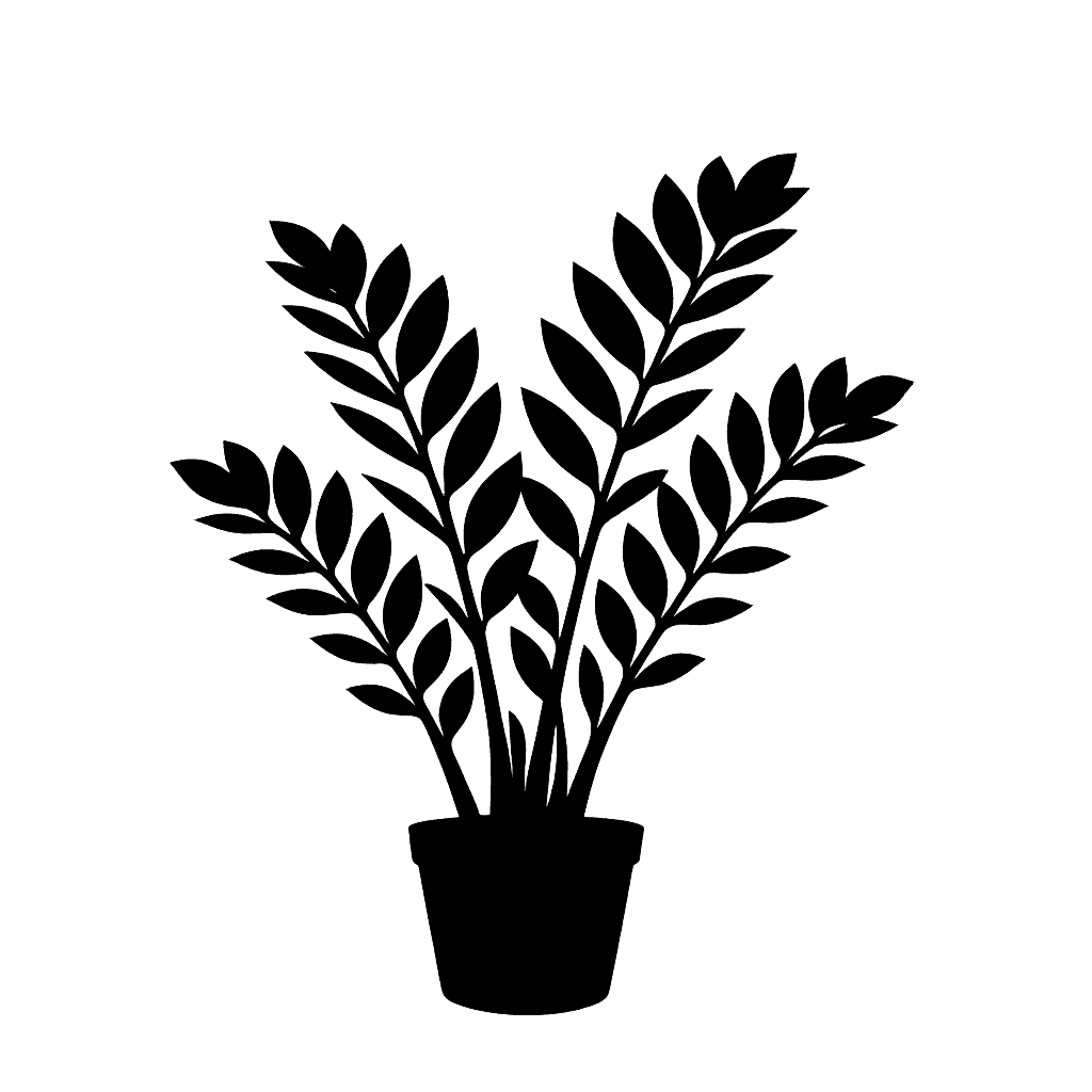 Zamioculcas zamiifolia