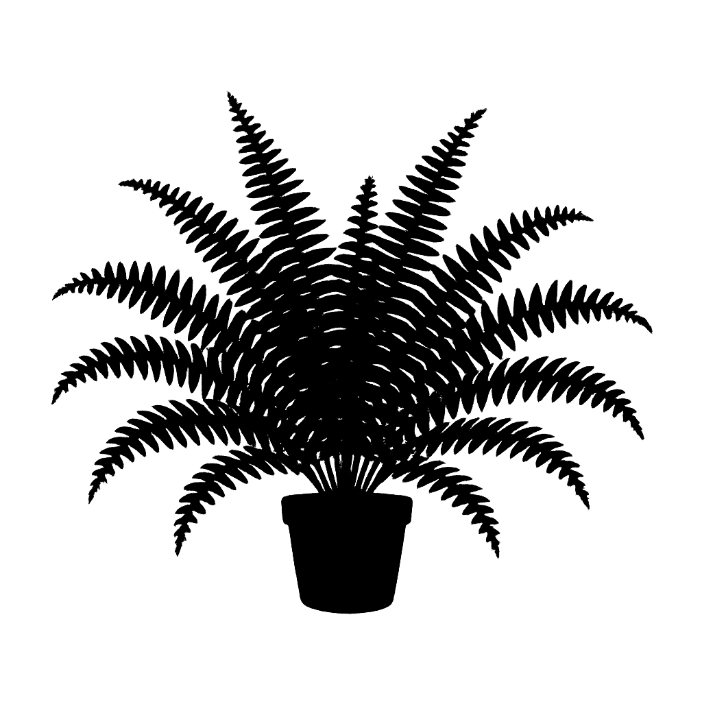 Nephrolepis exaltata