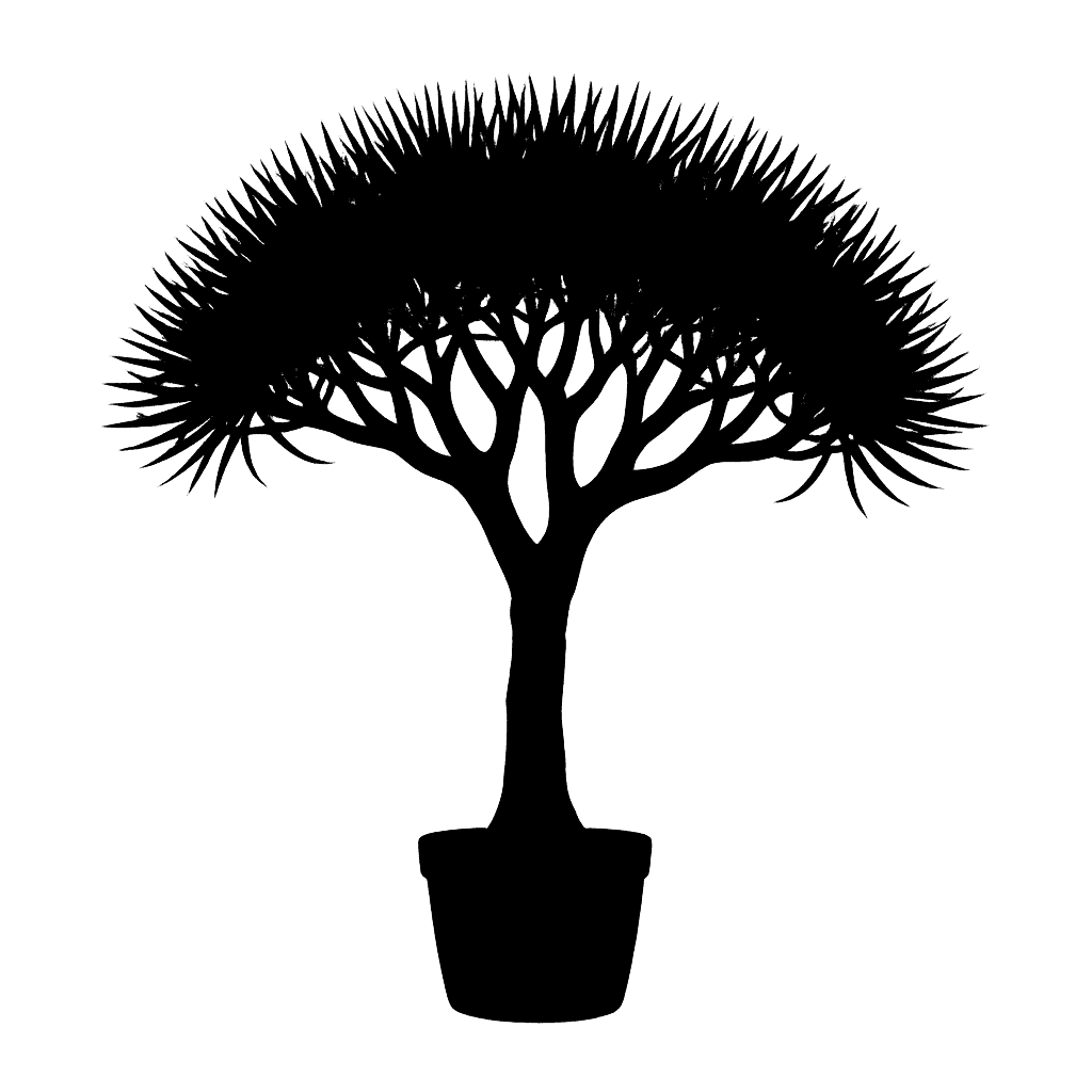 Dracaena cinnabari